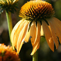 Echinacea Harvest Moon Yellow Coneflower