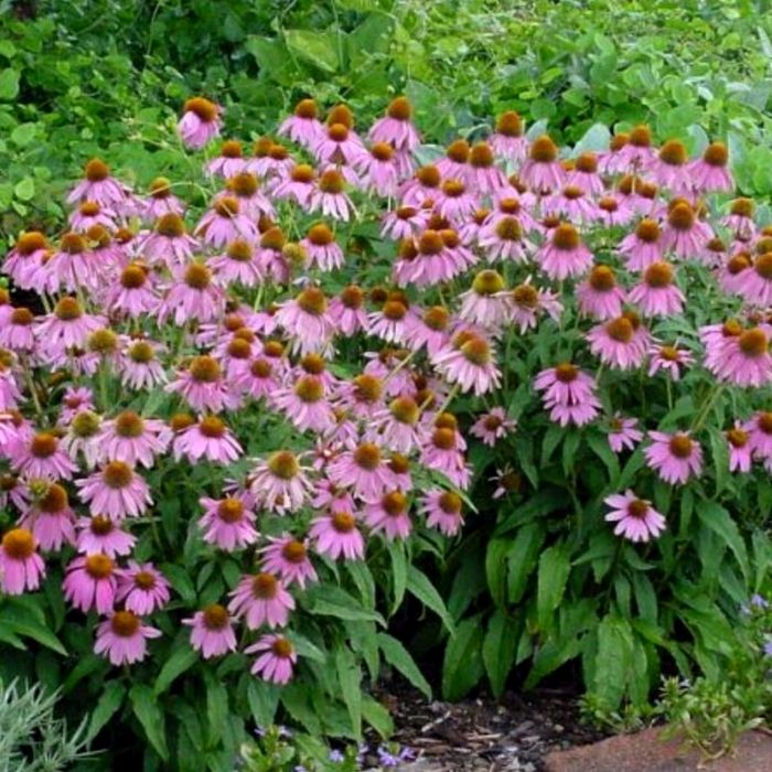 Dwarf Purple Coneflower Echinacea in a mixed garden