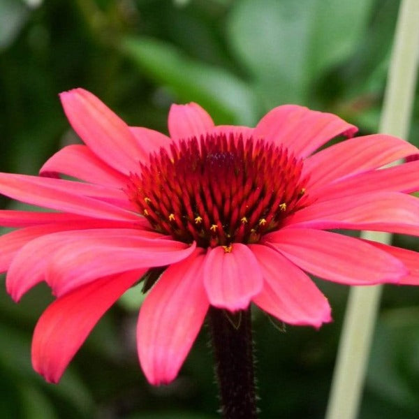Echinacea Solar Flare has pink petals