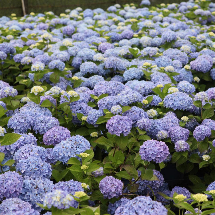Endless Summer Hydrangea Shrubs with vivid blue blooms