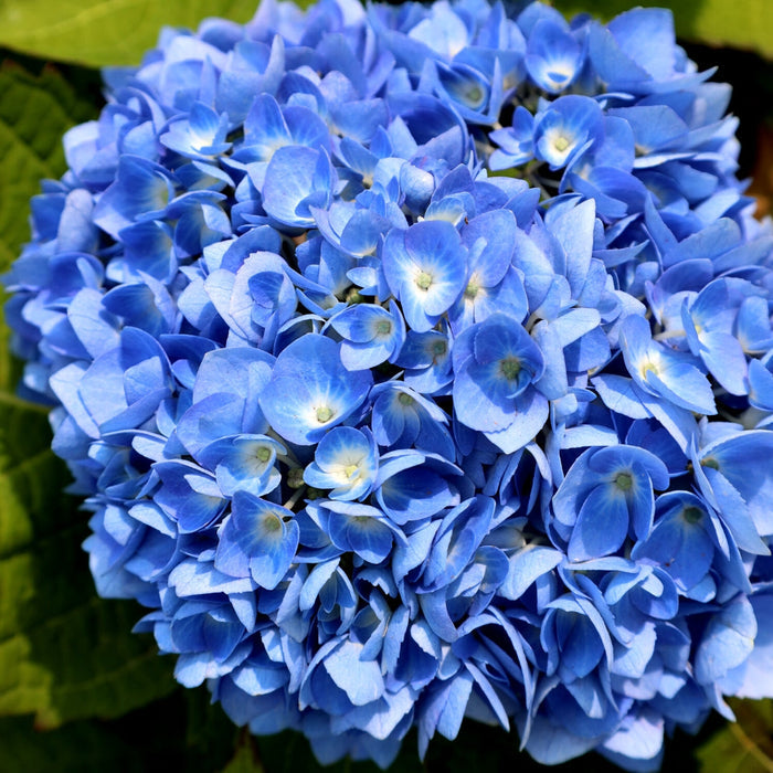 Close-up of Endless Summer® hydrangea mophead bloom showing rich blue tones and tightly packed florets in acidic soil