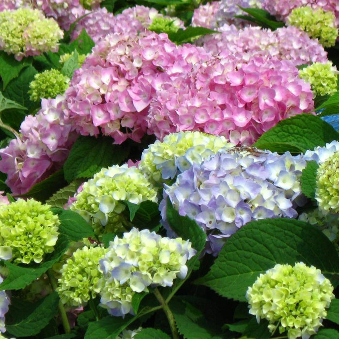 Close-up of Endless Summer® hydrangea mophead bloom showing rich blue-pink tones and tightly packed florets with classic summer texture