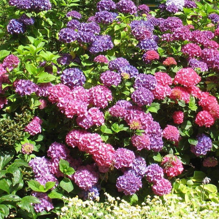 Endless Summer® hydrangea shrub in part shade with vibrant mophead blooms, adding long-season blue-to-pink color to a foundation planting