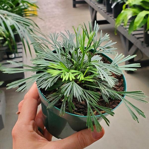eyelash fern with soft green foliage