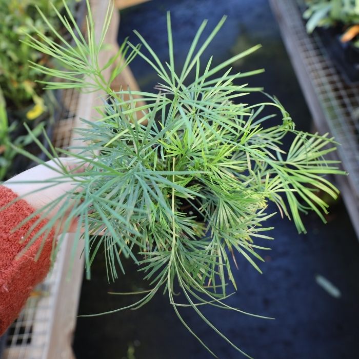 Eyelash Fern soft green foliage