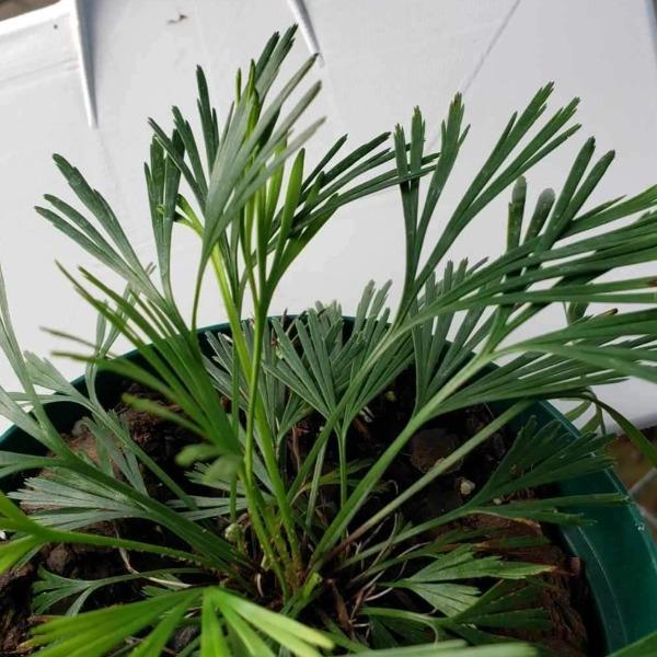 close look at the green foliage of the eyelash fern