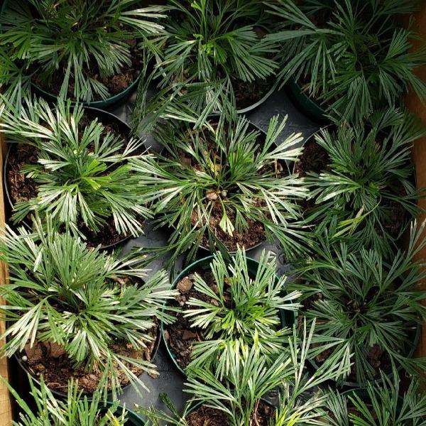 eyelash ferns in nursery pots from above