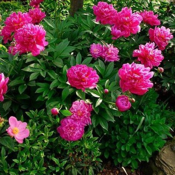 a peony felix crousse sold online in full bloom