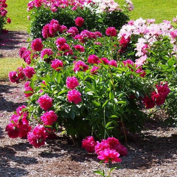 felix peony crousse sold online shining in a mixed garden