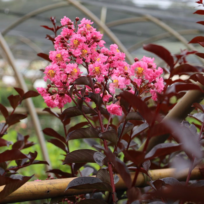 Close-up of Twilight Magic Crape Myrtle flowers showing bright pink clustered blooms against deep plum leaves