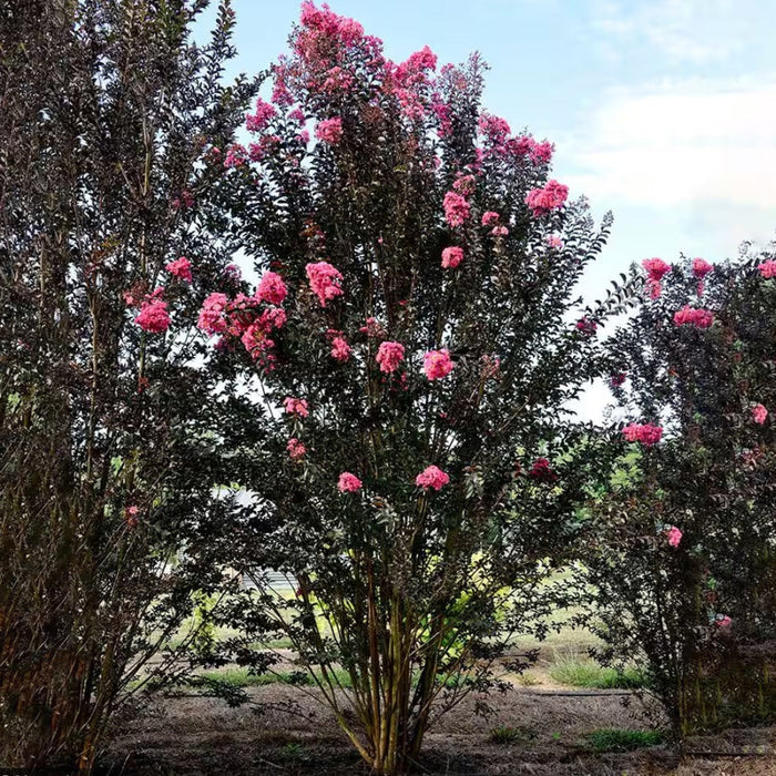 First Editions Twilight Magic Crape Myrtle growing in a landscape bed with dark plum foliage and vivid pink summer blooms