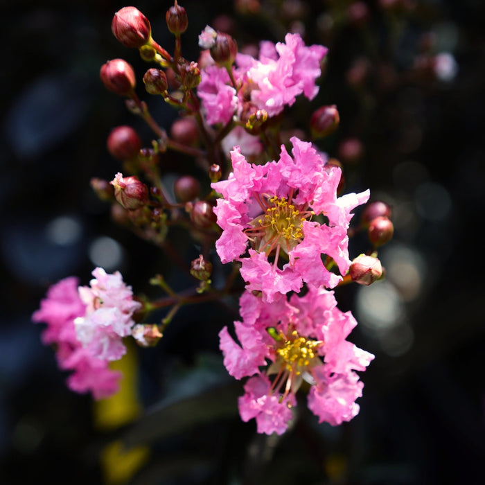 close up of twilight magic crape myrtle flowers