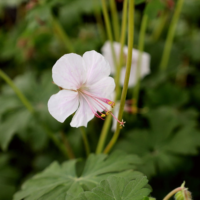 close up of biokovo geranium
