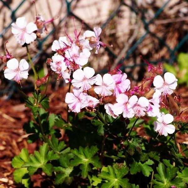 Geranium Biokovo planted in a garden