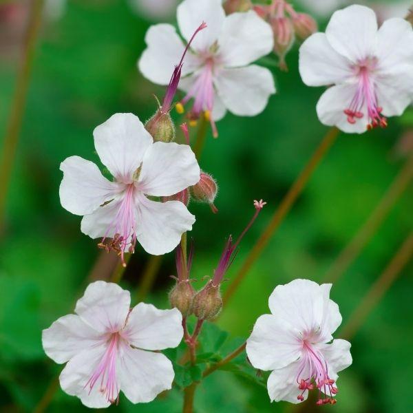 Geranium Biokovo little pink flowers