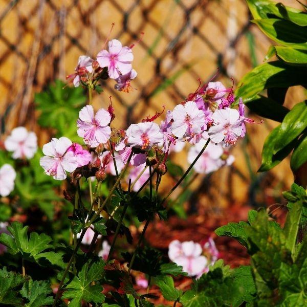 Geranium Biokovo pink flowers