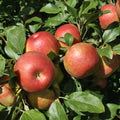 Honeycrisp Apple Tree loaded with red apples in a sunny backyard orchard