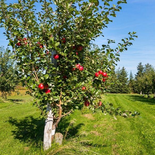 Spreading Honeycrisp Apple Tree growing in full sun in a home orchard