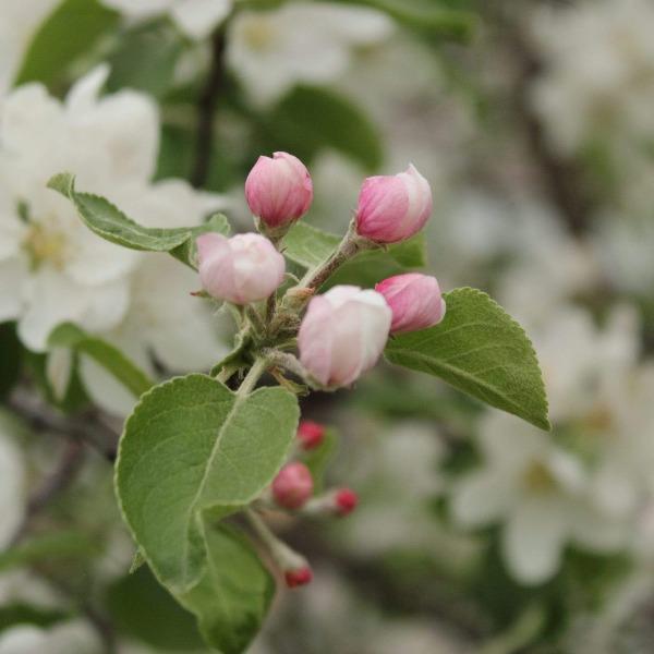 Honeycrisp Apple Tree in spring bloom with pinkish white blossoms