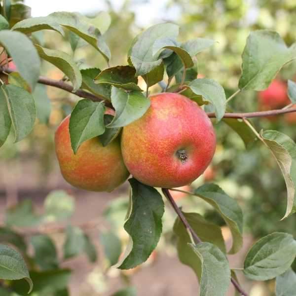 Close-up of Honeycrisp apples showing red skin and crisp cream-colored flesh