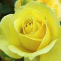 Saint Patrick Yellow Tea Rose light green-yellow in hotter climates closeup on bloom