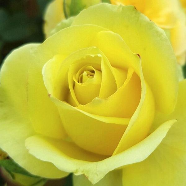 Saint Patrick Yellow Tea Rose light green-yellow in hotter climates closeup on bloom