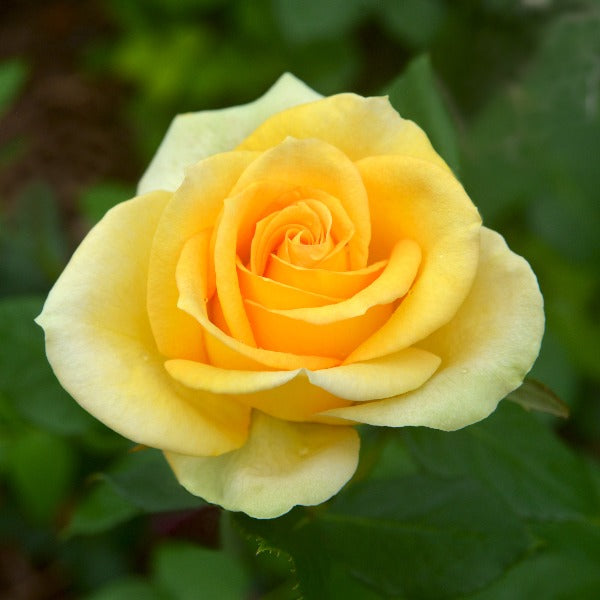 Saint Patrick Hybrid tea rose yellow rose golden color cooler weather