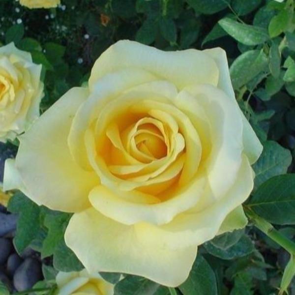 saint patrick yellow hybrid tea rose fully double bloom with yellow petals