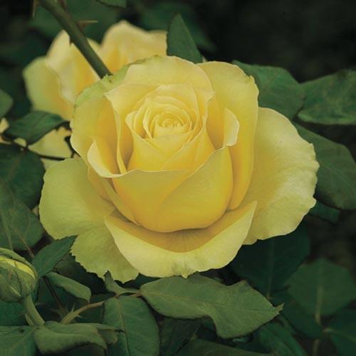 Fully double tea shaped blooms are golden yellow to chartreuse in heat