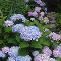 big leaf blue enchantress hydrangea with purple and blue blossoms