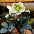 Ivory Prince hellebore in a shaded entry container, winter blooms above evergreen foliage paired with woodland accents for curb appeal.