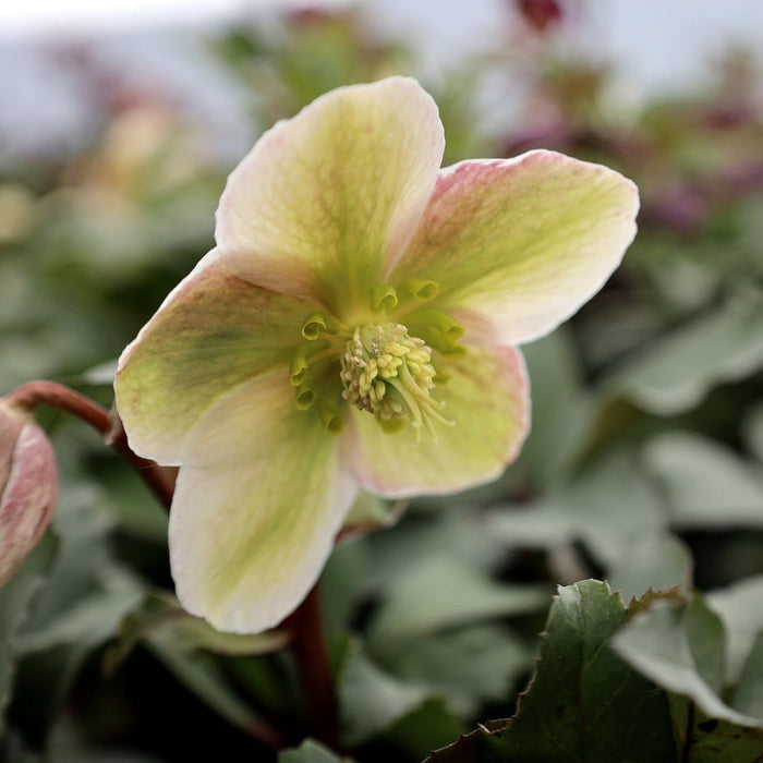 Ivory Prince hellebore habit showing tidy evergreen clump, leathery green leaves, about 12–18 in. tall and 18–24 in. wide.