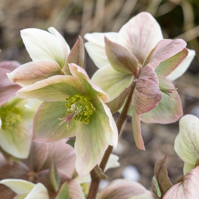 Close-up of Ivory Prince hellebore bloom, creamy ivory petals with soft blush and green tones, outward-facing for easy viewing.