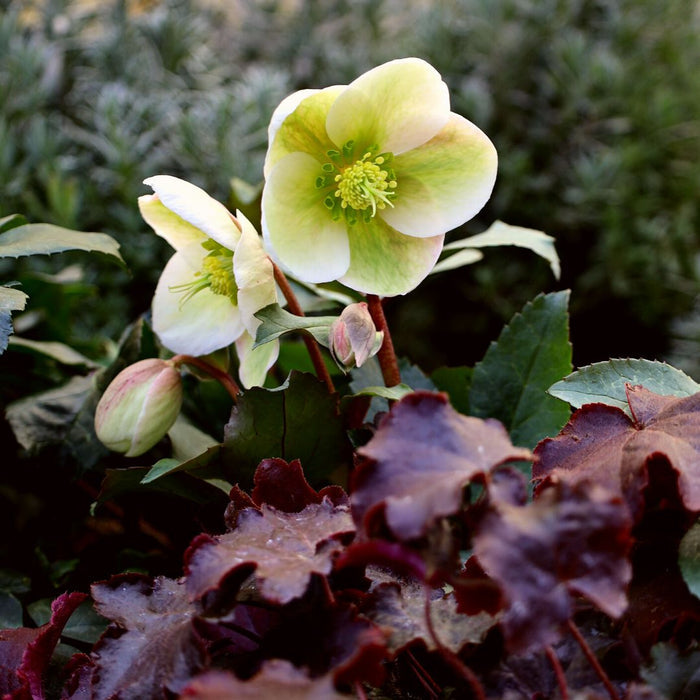 Ivory Prince hellebore blooming in a shaded border, evergreen mound topped with creamy ivory flowers for late-winter landscape interest.