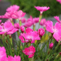Close-up of Kahori Dianthus flowers showing vivid pink petals and compact blooming habit