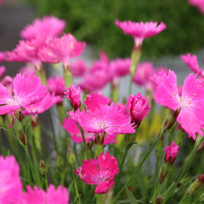 Close-up of Kahori Dianthus flowers showing vivid pink petals and compact blooming habit