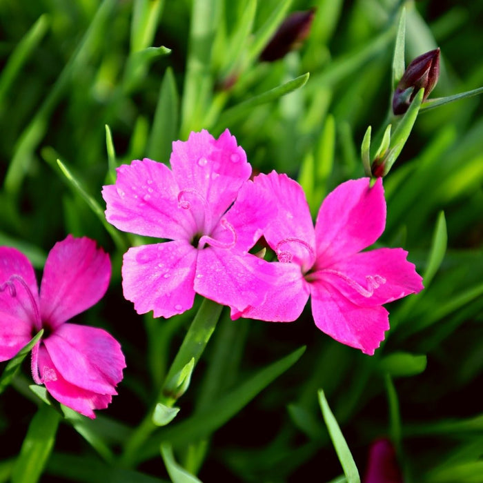Kahori Dianthus planted along a stone walkway in a sunny landscape bed