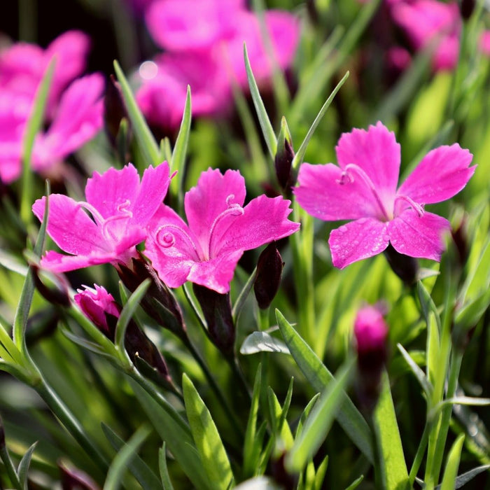 Kahori Dianthus used as a front-of-border perennial with neat edging form