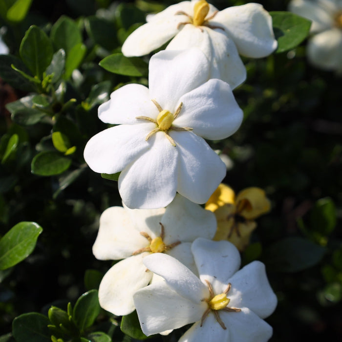 Kleim's Hardy Gardenia with glossy evergreen foliage and fragrant white blooms in a landscape bed