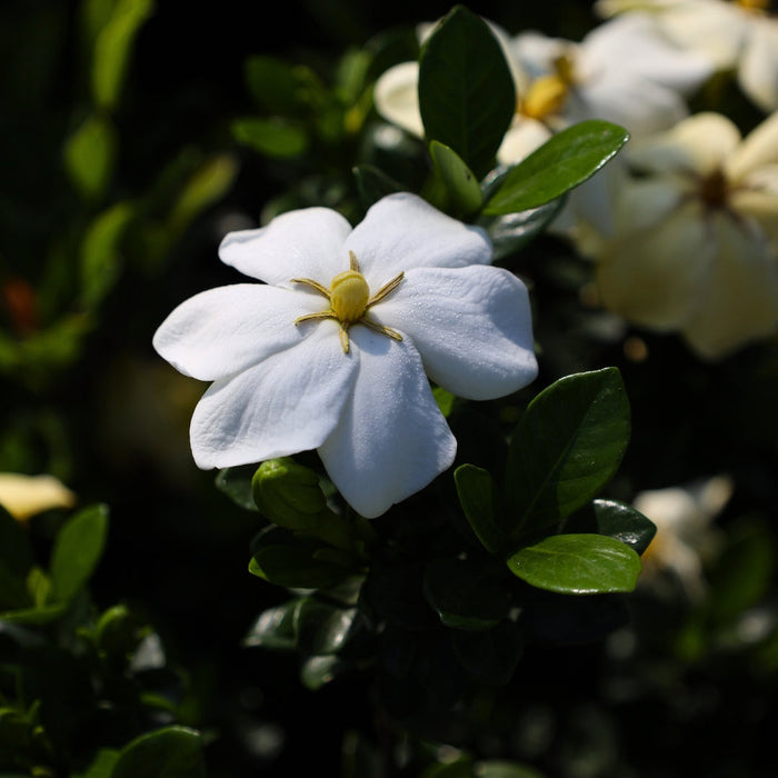 Glossy dark green foliage of Kleim's Hardy Gardenia in an evergreen border