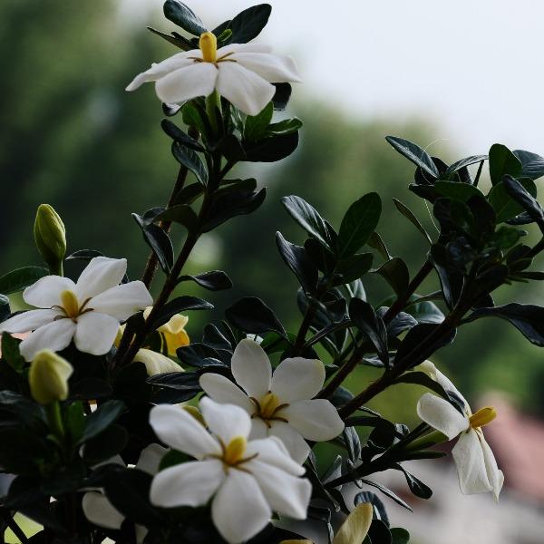 Compact Kleim's Hardy Gardenia growing in a decorative container on a patio