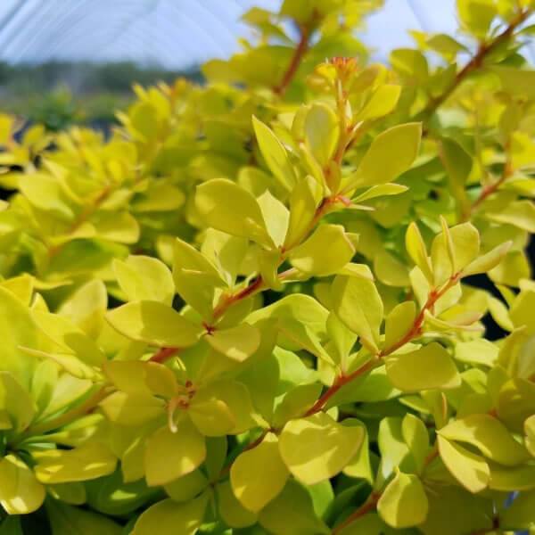 worryfree lemon glow barberry is a bright neon yellow in summer and fall