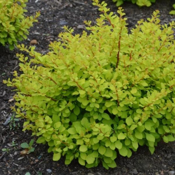 lemon glow barberry from worryfree is a sterile noninvasive japanese barberry