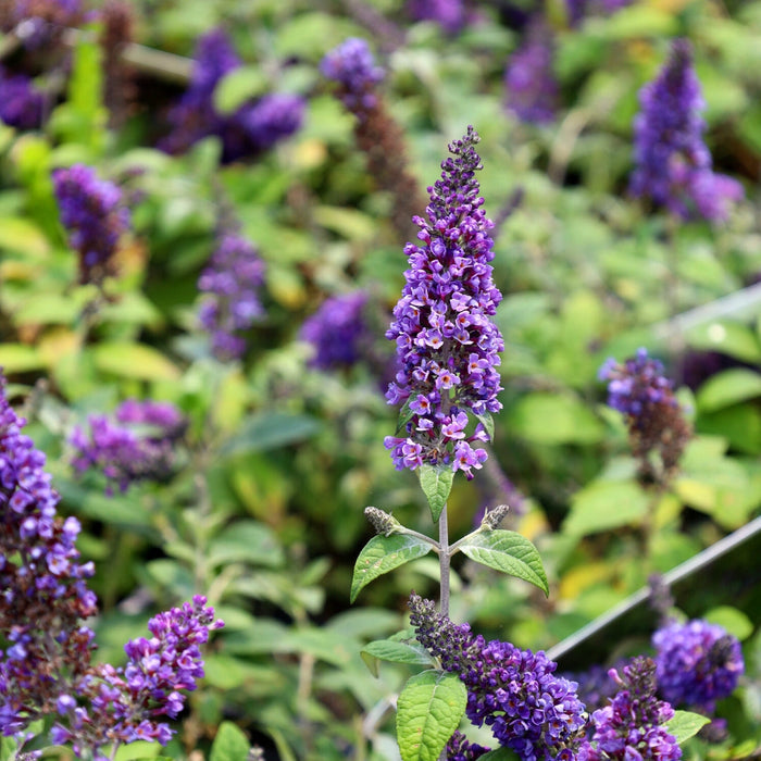 Lo & Behold Blue Chip Jr Butterfly Bush growing in a sunny garden bed with a compact rounded habit and blue-purple flower clusters