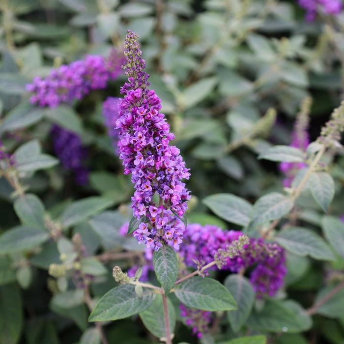 Close-up of Lo & Behold Blue Chip Jr Butterfly Bush flowers showing rich blue-lavender blooms above silvery-green foliage