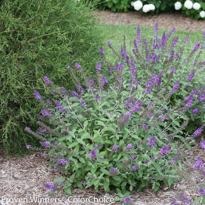 Mature Lo & Behold Blue Chip Jr Butterfly Bush with dense branching, silvery foliage, and a tidy 2 to 3 foot form