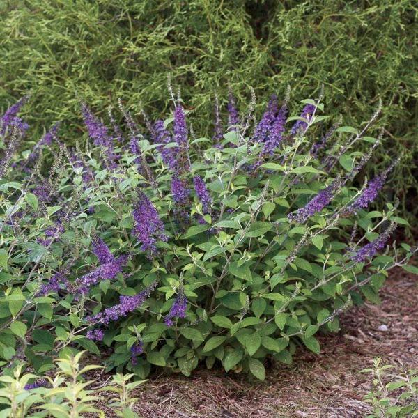 Lo & Behold Blue Chip Jr Butterfly Bush planted in a sunny pollinator Garden with companion blooms for season-long pollinator color