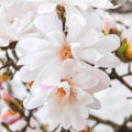 Centennial star magnolia has white flowers with a pink tint