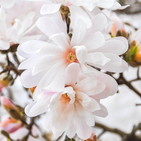 Centennial star magnolia has white flowers with a pink tint