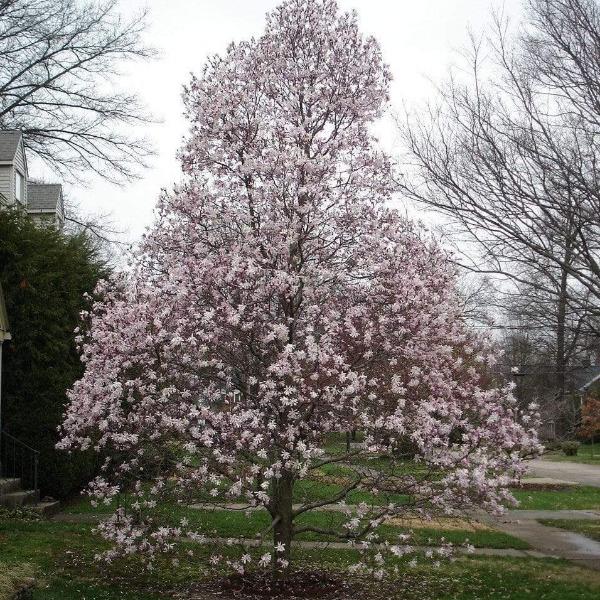 Magnolia Centennial Blush Deciduous Tree